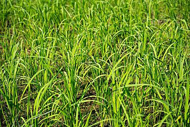 《七龙珠 电光炸裂！ZERO》确认亮相科隆展开幕夜